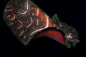 Swimming flatworm. Tulamben, Bali by Doug Anderson 